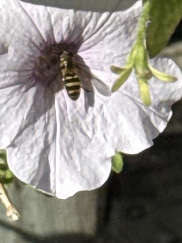 Unknown species found near Market St, La Crosse, WI, US