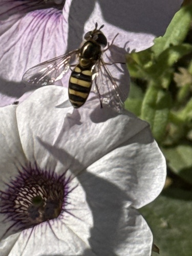 Unknown species found near Market St, La Crosse, WI, US