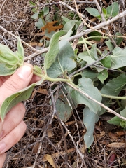 Mirabilis multiflora