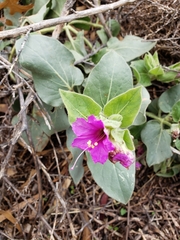 Mirabilis multiflora