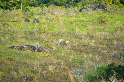 Forest Elephant