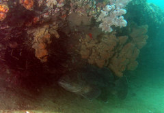 Epinephelus daemelii