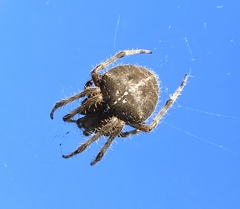 Araneus gemma
