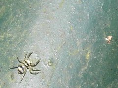 Phintella accentifera