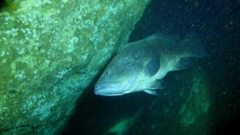 Epinephelus daemelii