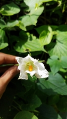 Polyclathra cucumerina