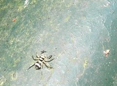 Phintella accentifera