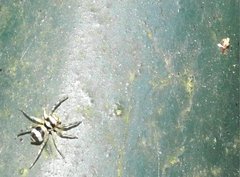 Phintella accentifera