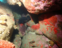 Epinephelus daemelii