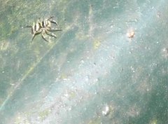 Phintella accentifera