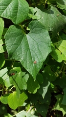 Polyclathra cucumerina