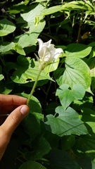 Polyclathra cucumerina