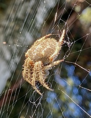 Araneus gemma