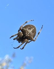 Araneus gemma