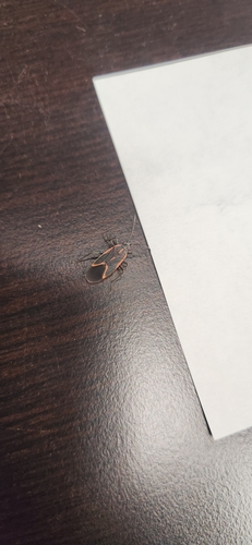 Eastern Boxelder Bug