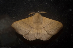 Panacela syntropha