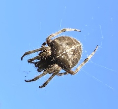 Araneus gemma
