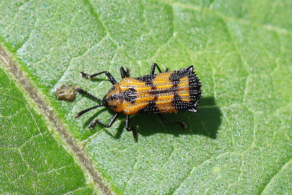 Probaenia crenata