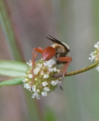 Sphex jamaicensis