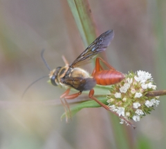 Sphex jamaicensis