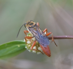 Sphex jamaicensis