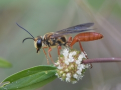 Sphex jamaicensis