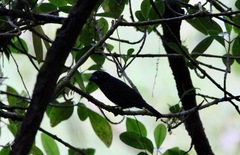 Cyanoloxia cyanoides