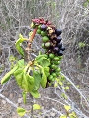 Anisomeria littoralis