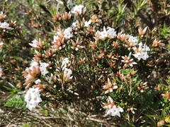 Epacris paludosa