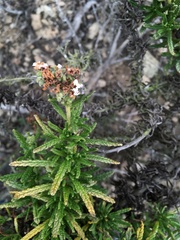 Heliotropium taltalense