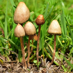 Psilocybe mexicana