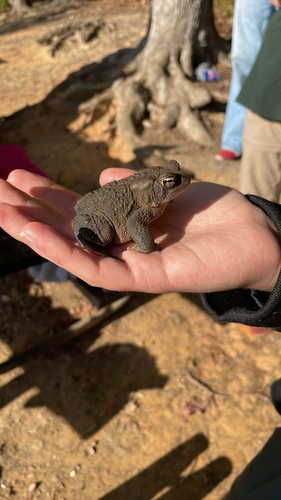 American Toad