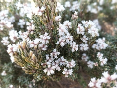 Acrothamnus montanus