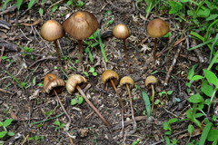Psilocybe mexicana