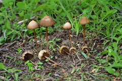 Psilocybe mexicana