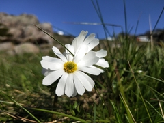 Ranunculus anemoneus