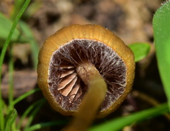 Psilocybe mexicana