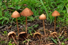 Psilocybe mexicana