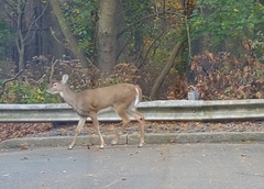 Odocoileus virginianus