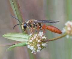 Sphex jamaicensis