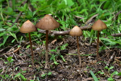 Psilocybe mexicana