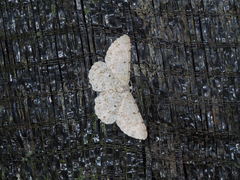 Catoria sublavaria