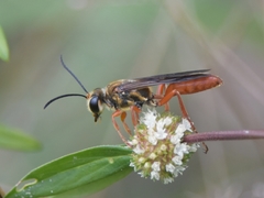 Sphex jamaicensis