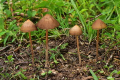 Psilocybe mexicana