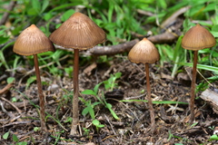 Psilocybe mexicana