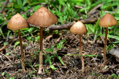 Psilocybe mexicana