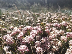 Pimelea alpina