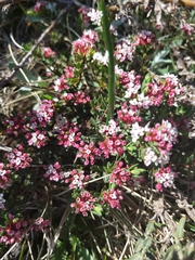 Pimelea alpina