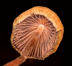Psilocybe mexicana