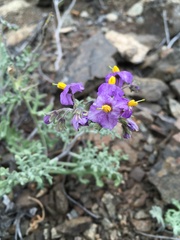 Solanum remyanum